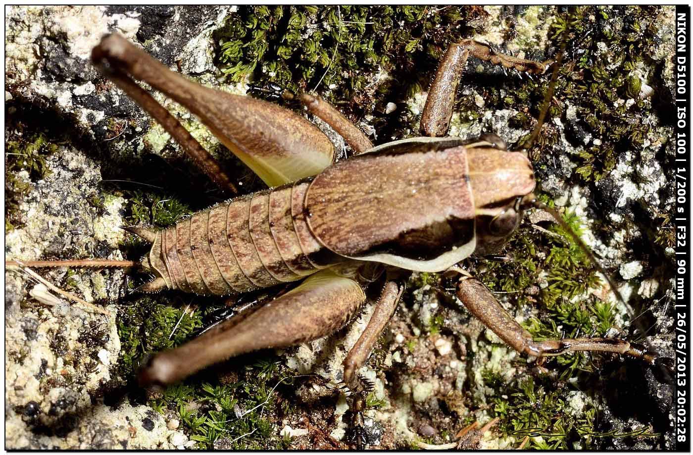 Tettigoniidae, Pholidoptera sp.?